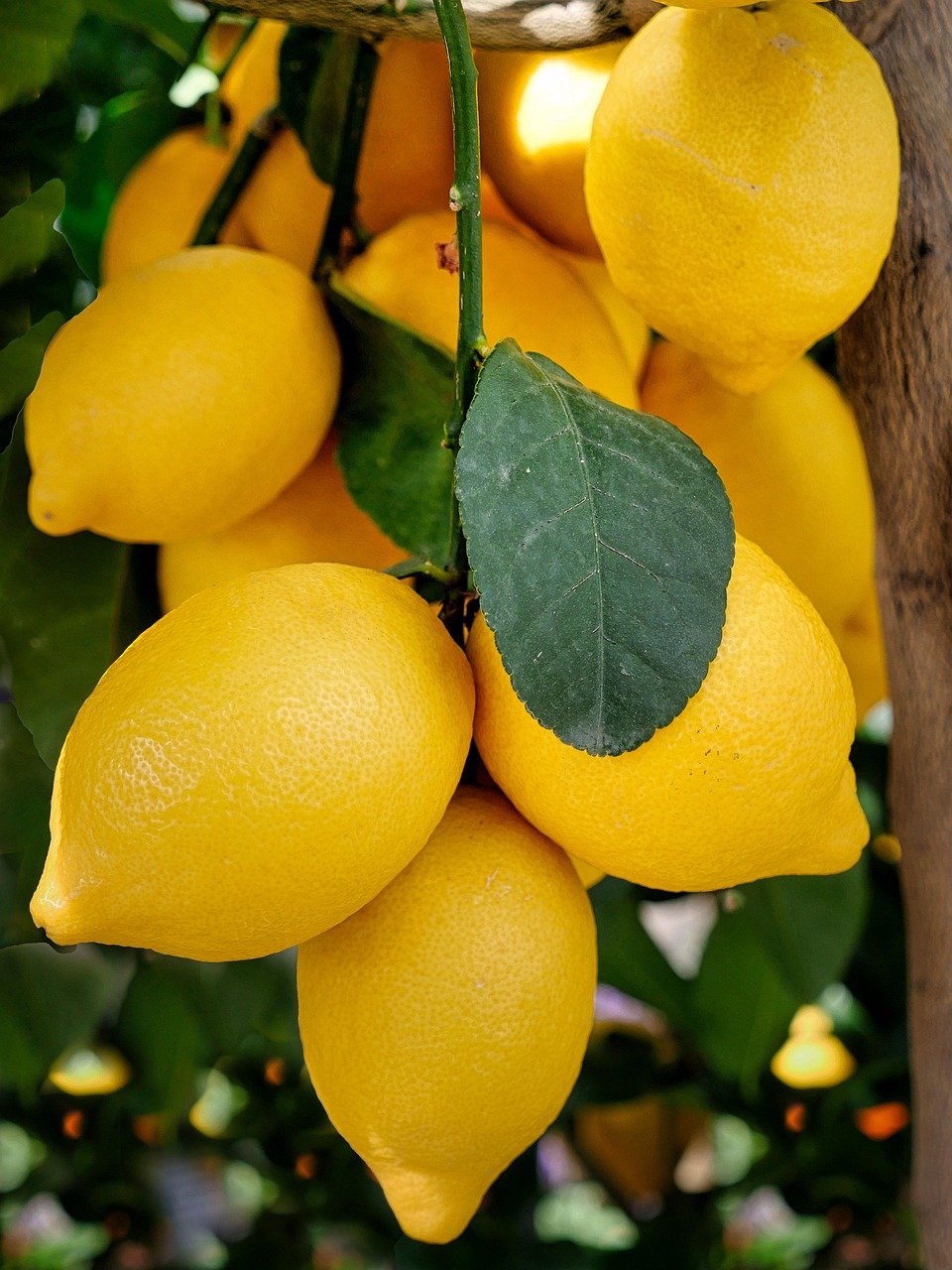 lemons, citrus fruit, ripe, juicy, fruit, yellow, citrus plant, mediterranean, shrub, growth, angry, fresh, fruit, fruit, fruit, fruit, fruit