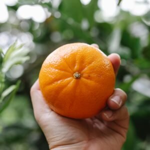 Unrecognizable crop person showing perfect ripe orange tangerine against green plants in garden in daylight